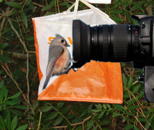 camara